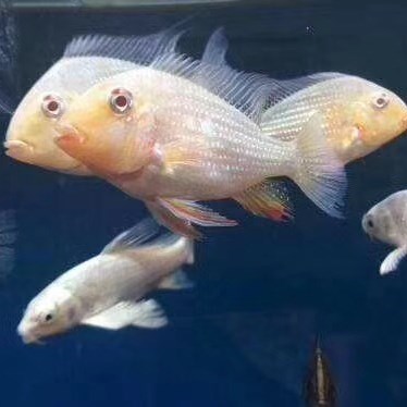 象山白子关刀苗