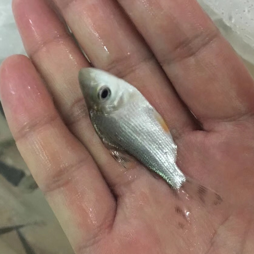 象山飞凤苗