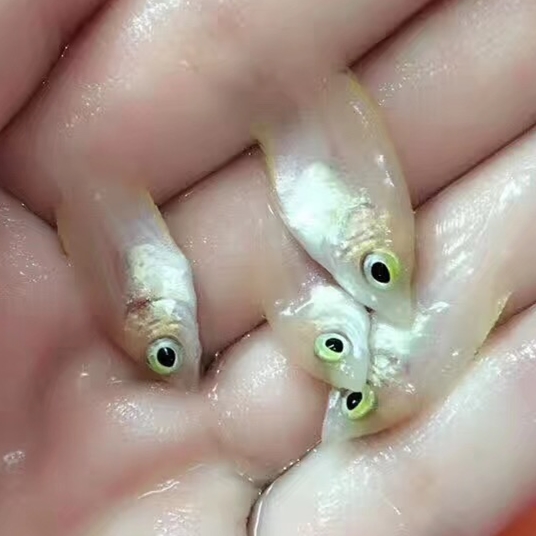 象山红（黑）眼战船苗财神苗