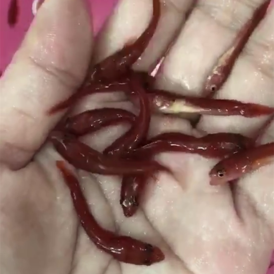 象山铅笔鱼苗