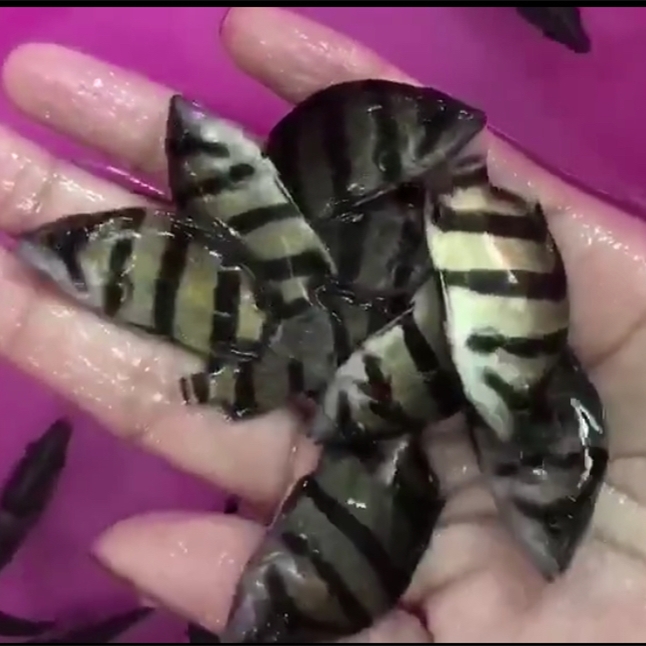 象山泰北虎苗