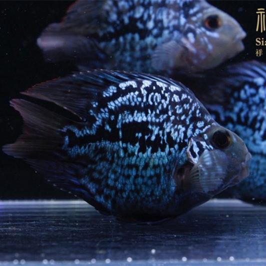 象山黑卡鱼