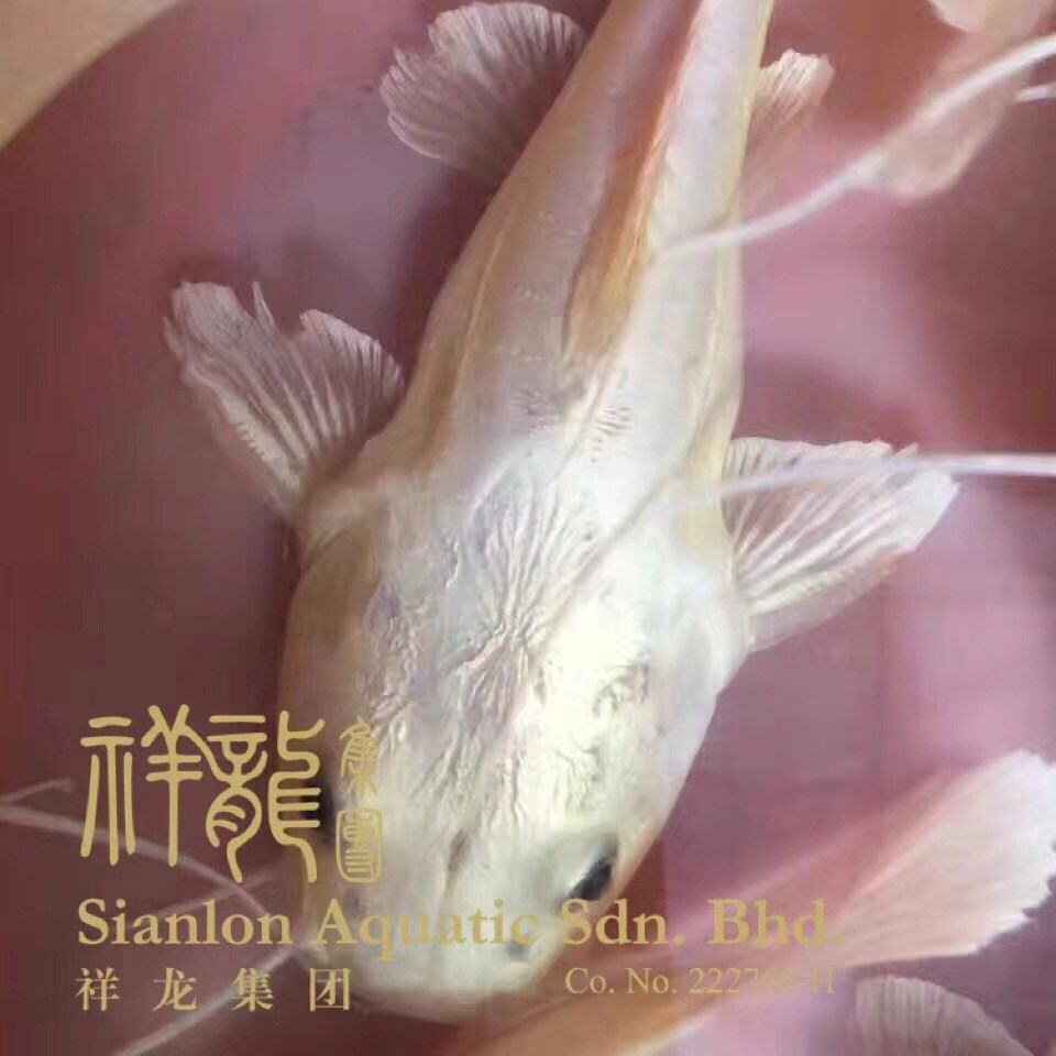象山黄金招财猫鱼
