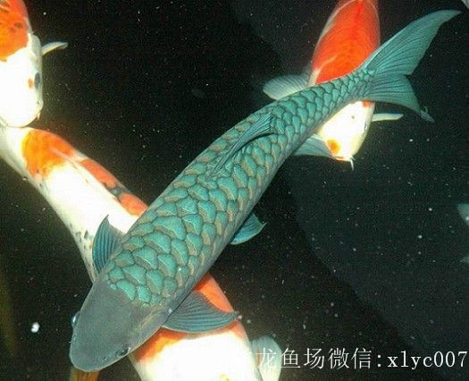 象山吉罗鱼