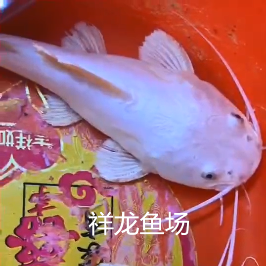 象山白金招财猫鱼批发