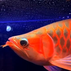 象山水族馆（祥龙代理店）宽体下挂鳍高品质超血红龙鱼