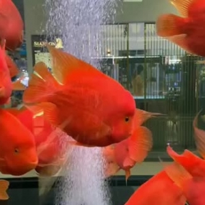 象山水族馆财神鹦鹉鱼