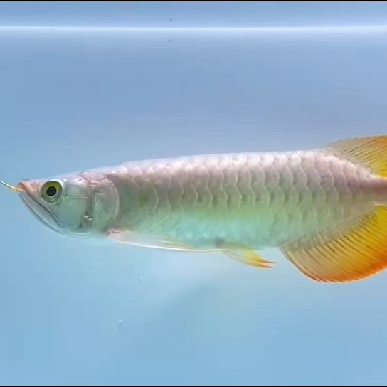 象山赫舞品牌红龙鱼