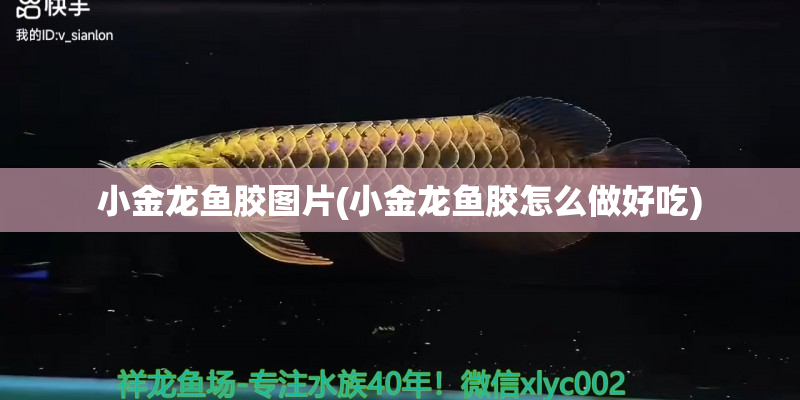 象山小金龙鱼胶图片(小金龙鱼胶怎么做好吃)