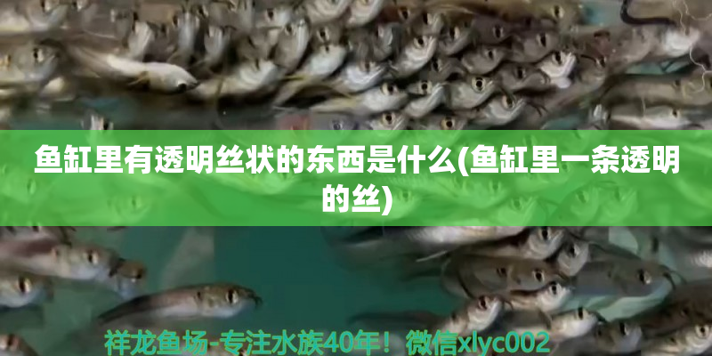 象山鱼缸里有透明丝状的东西是什么(鱼缸里一条透明的丝)