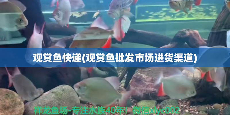 象山观赏鱼快递(观赏鱼批发市场进货渠道)