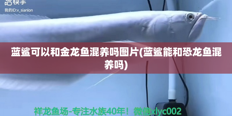 象山蓝鲨可以和金龙鱼混养吗图片(蓝鲨能和恐龙鱼混养吗)