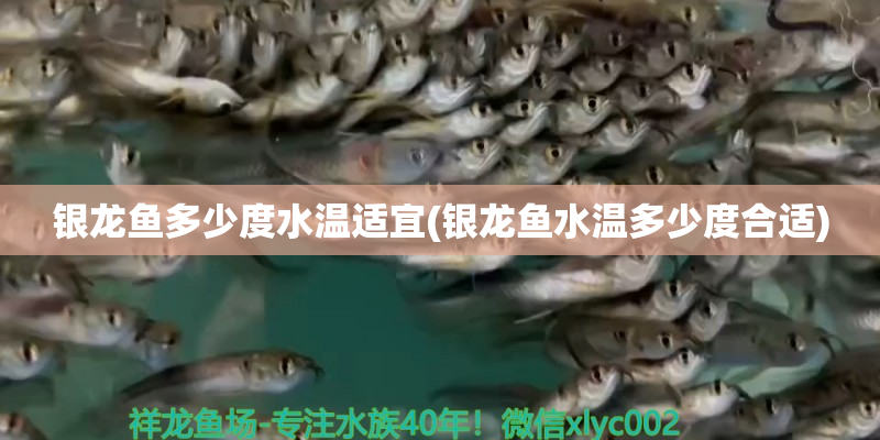 象山银龙鱼多少度水温适宜(银龙鱼水温多少度合适)