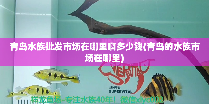 象山青岛水族批发市场在哪里啊多少钱(青岛的水族市场在哪里)