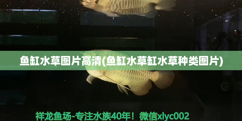 象山鱼缸水草图片高清(鱼缸水草缸水草种类图片)