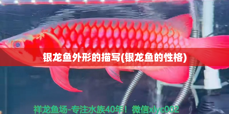 象山银龙鱼外形的描写(银龙鱼的性格)
