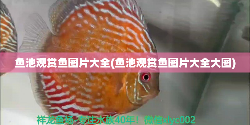 象山鱼池观赏鱼图片大全(鱼池观赏鱼图片大全大图)