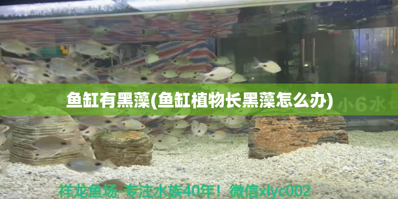象山鱼缸有黑藻(鱼缸植物长黑藻怎么办)