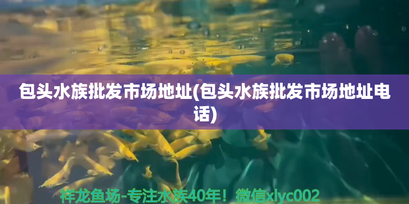 象山包头水族批发市场地址(包头水族批发市场地址电话)