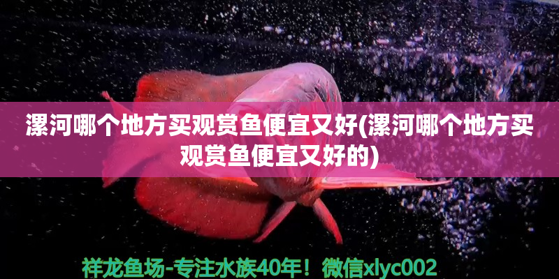 象山漯河哪个地方买观赏鱼便宜又好(漯河哪个地方买观赏鱼便宜又好的)