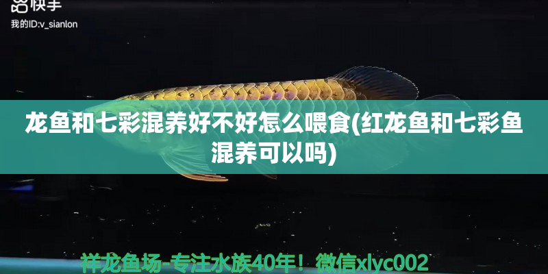 象山龙鱼和七彩混养好不好怎么喂食(红龙鱼和七彩鱼混养可以吗)