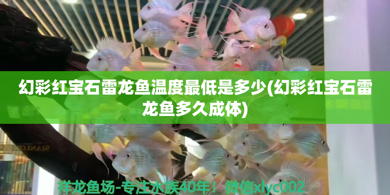 象山幻彩红宝石雷龙鱼温度最低是多少(幻彩红宝石雷龙鱼多久成体)
