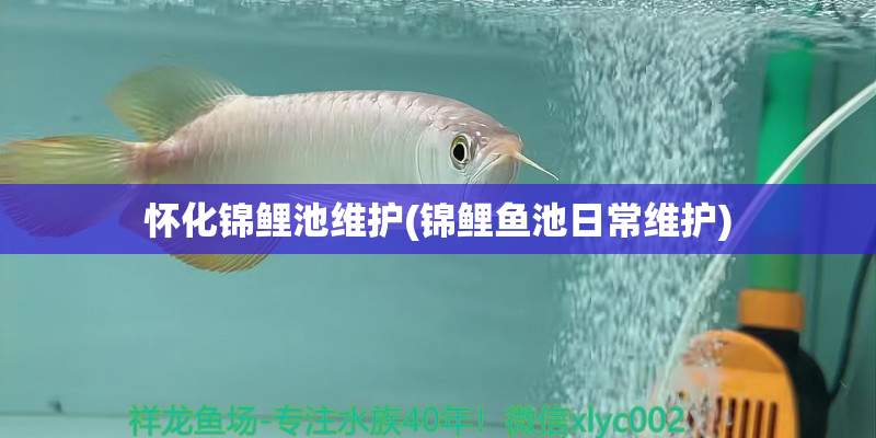 象山怀化锦鲤池维护(锦鲤鱼池日常维护)