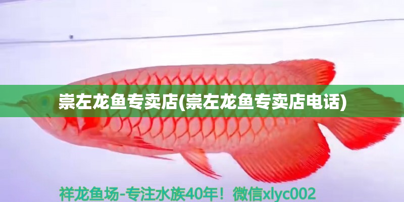 象山崇左龙鱼专卖店(崇左龙鱼专卖店电话)