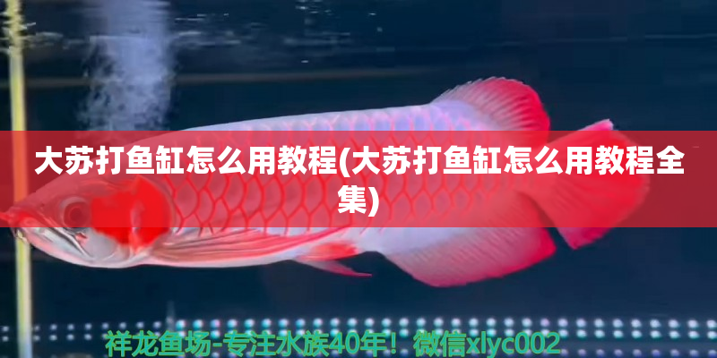 象山大苏打鱼缸怎么用教程(大苏打鱼缸怎么用教程全集)