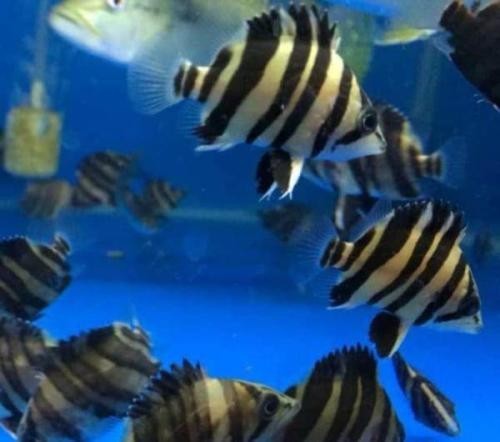 Malaysia Sumatran tiger fish
