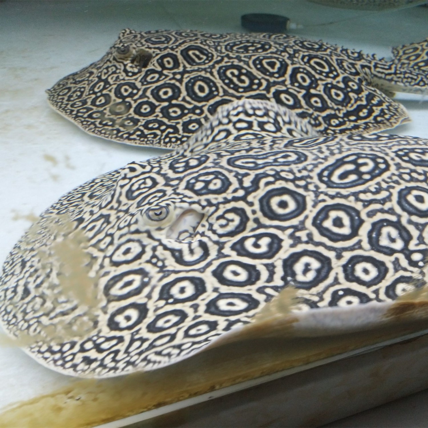 Malaysia Black emperor ray