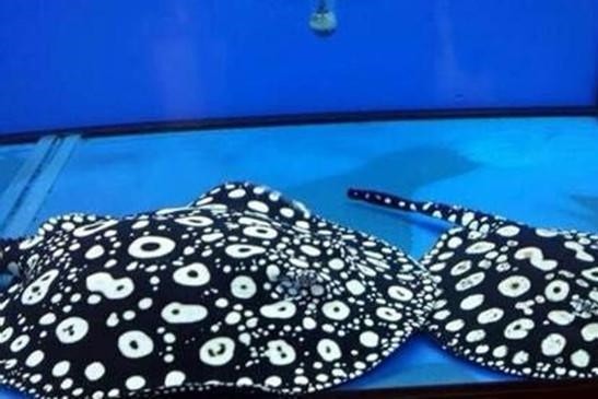 Malaysia Crown fish