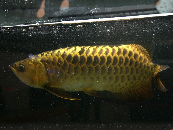 Saint Albans Thick framed Golden Arowana