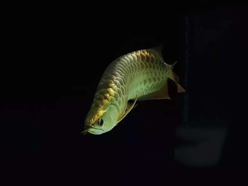 Saint Albans B. Golden Arowana