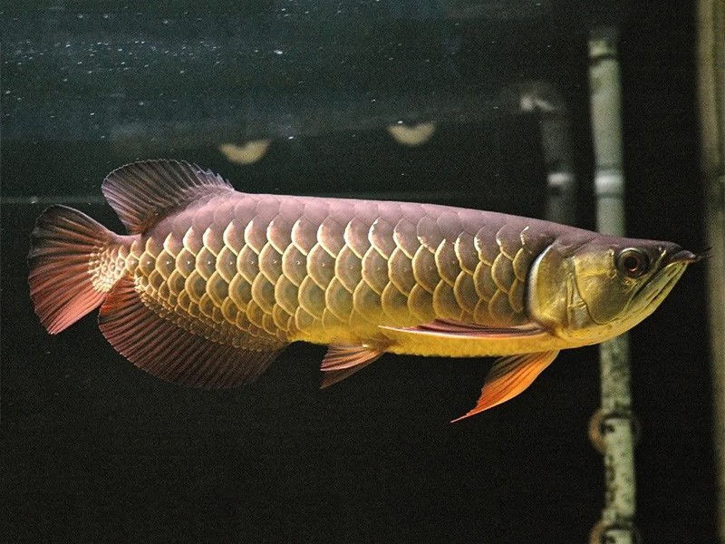 Saint Albans Red Tail Golden