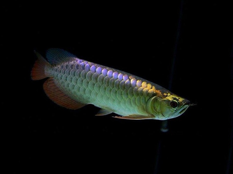 Saint Albans Golden Arowana with purple background
