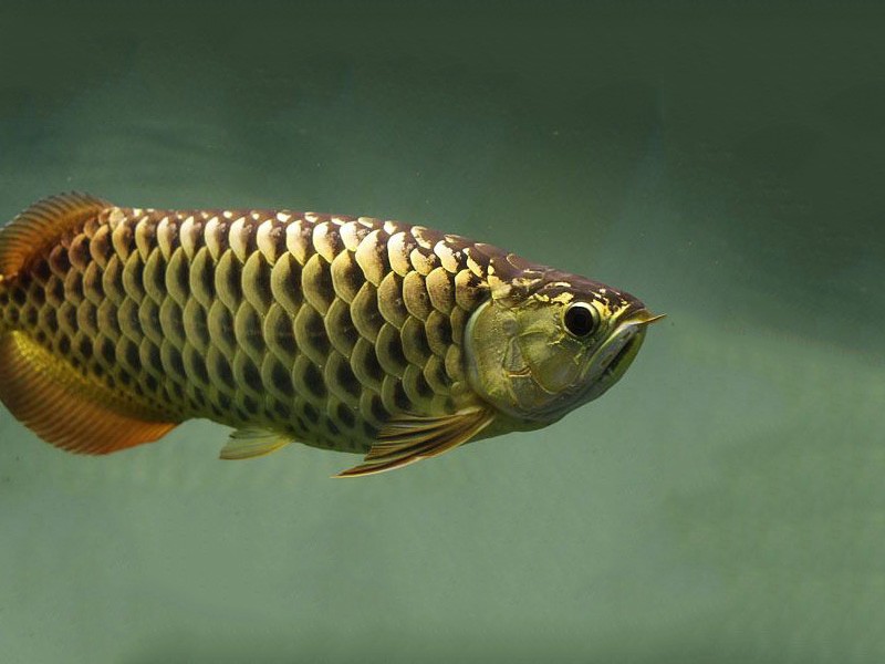 Saint Albans Golden Arowana with chocolate base