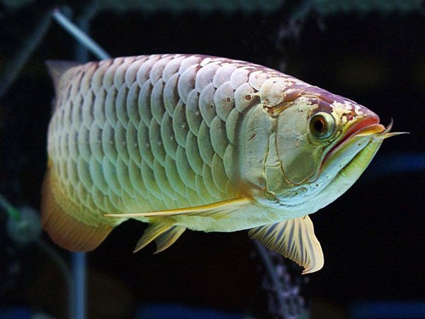 Saint Albans Golden Dragon Fish