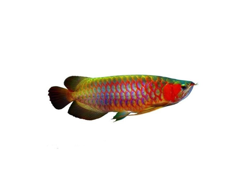 Saint Albans Colorful golden dragon fish