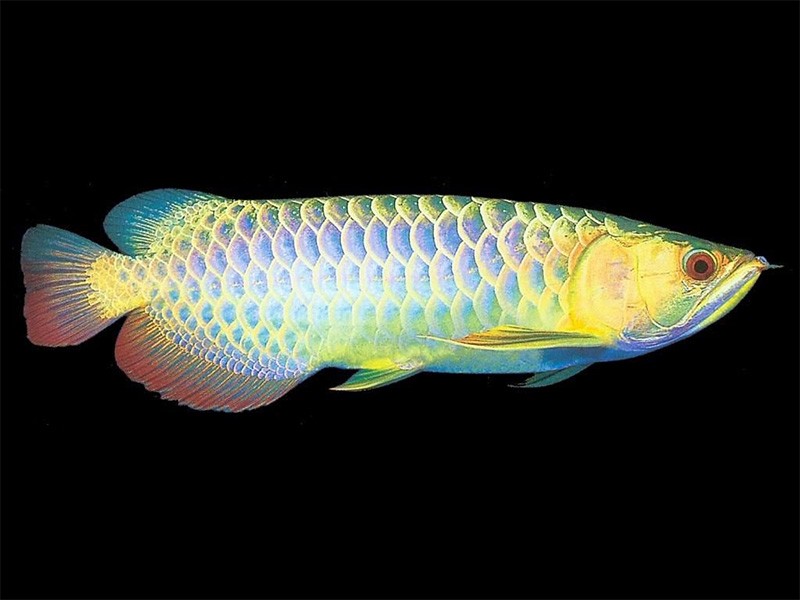 Saint Albans Colorful Golden Arowana
