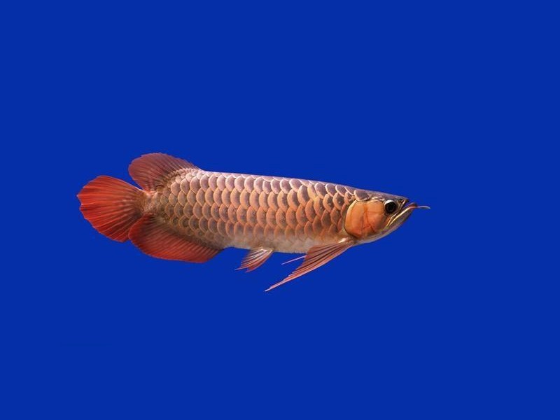 Saint Albans Over backed Golden Arowana