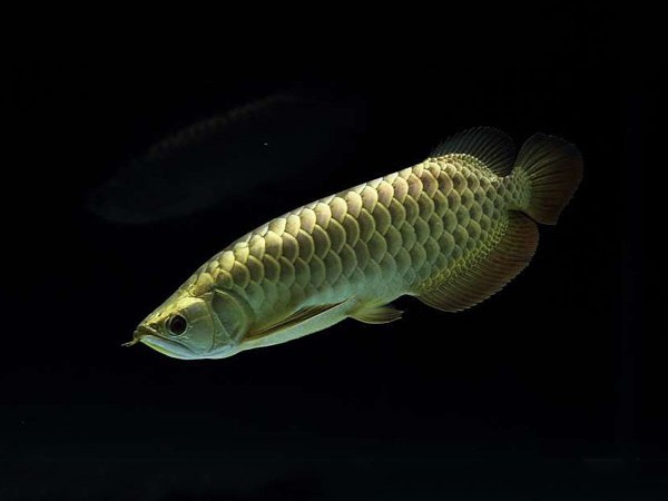 Saint Albans Golden headed Arowana