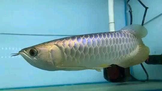 Saint Albans Blue golden dragon fish with blue background