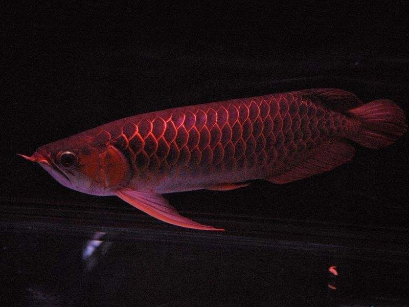 Saint Albans Red arowana with thin frame