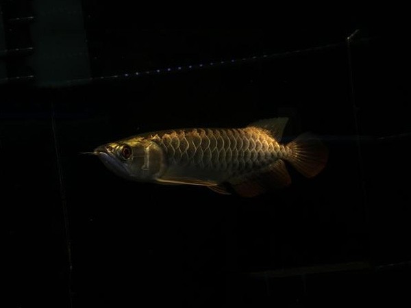 Saint Albans Fine framed Golden Arowana