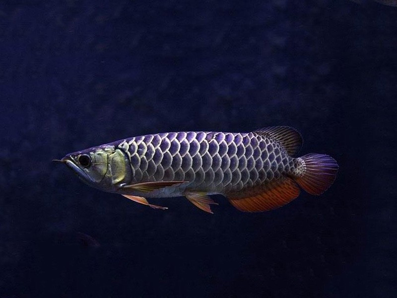 Saint Albans Blue bottom Golden Arowana