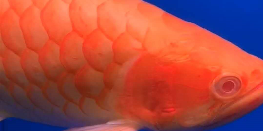 Saint Albans Baizi red Arowana