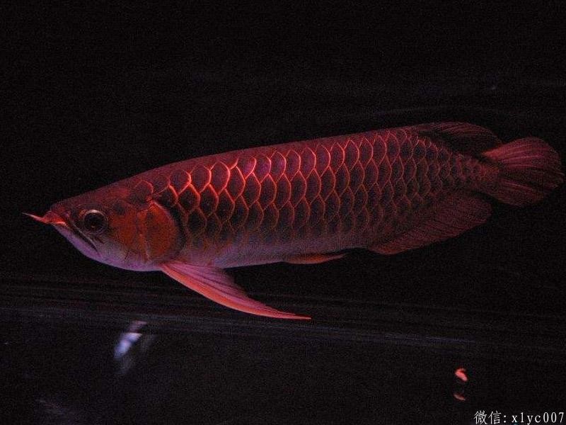 Saint Albans Thin frame red dragon fish