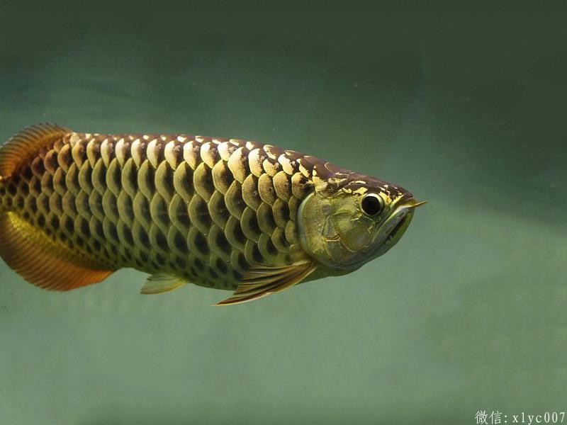 Saint Albans Chocolate Arowana