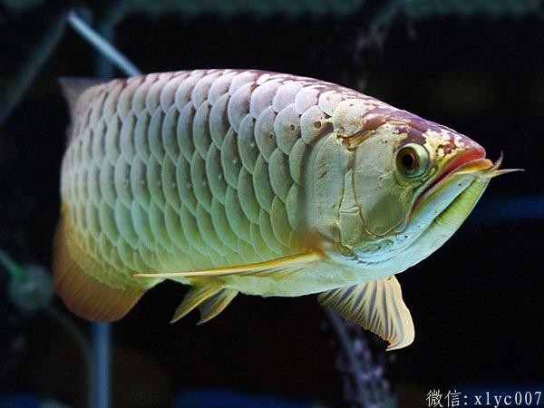 Saint Albans golden arowana priceGolden Arowana